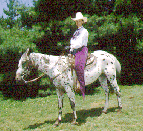 PONEI AMERICAN